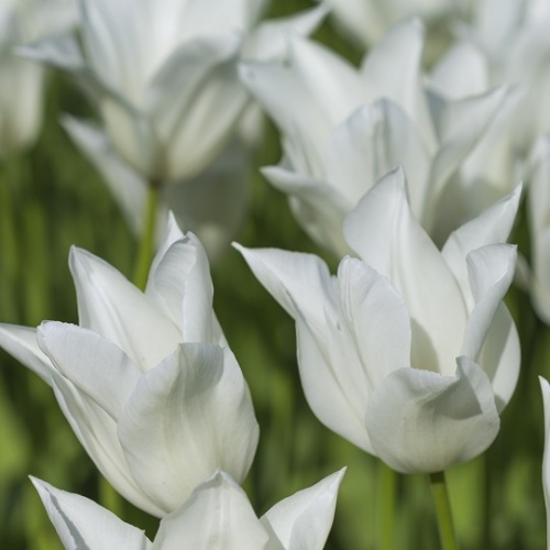 Tulip Bulbs - White Triumphator